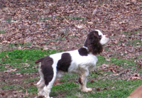 Bandit is a Brown and White Parti with Tan Points AKC Cocker Spaniel